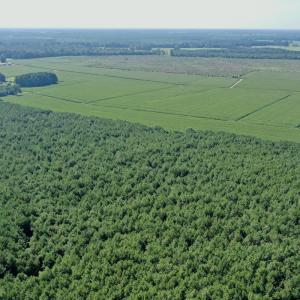 Photo #51 of Off Savage Rd, Corapeak, NC 151.0 acres