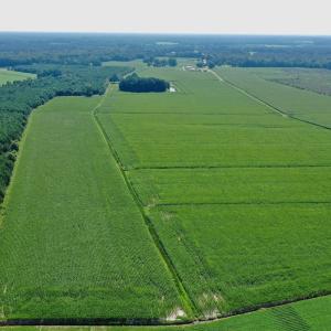 Photo #52 of Off Savage Rd, Corapeak, NC 151.0 acres