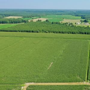 Photo #53 of Off Savage Rd, Corapeak, NC 151.0 acres
