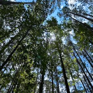 Photo #41 of 4373 Newville Rd , Waverly, VA 24.0 acres