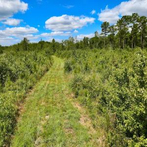 Photo #12 of 1115 WILMAR RD, vanceboro, NC 166.0 acres