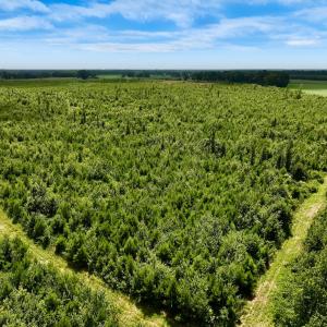 Photo #14 of 1115 WILMAR RD, vanceboro, NC 166.0 acres