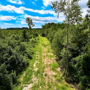 Photo #16 of 1115 WILMAR RD, vanceboro, NC 166.0 acres
