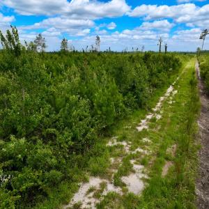 Photo #19 of 1115 WILMAR RD, vanceboro, NC 166.0 acres