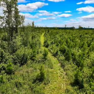 Photo #34 of 1115 WILMAR RD, vanceboro, NC 166.0 acres