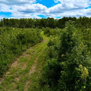 Photo #36 of 1115 WILMAR RD, vanceboro, NC 166.0 acres