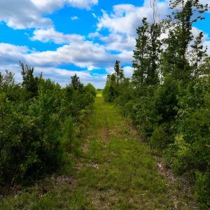 Photo #6 of 1115 WILMAR RD, vanceboro, NC 166.0 acres