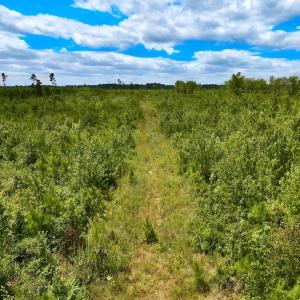 Photo #7 of 1115 WILMAR RD, vanceboro, NC 166.0 acres