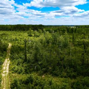 Photo #8 of 1115 WILMAR RD, vanceboro, NC 166.0 acres
