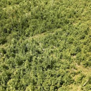 Photo #10 of 1115 WILMAR RD, vanceboro, NC 166.0 acres