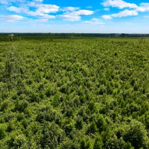 Photo #45 of 1115 WILMAR RD, vanceboro, NC 166.0 acres
