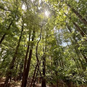 Photo #6 of Off Lakeview Dr, Tarboro, NC 3.5 acres