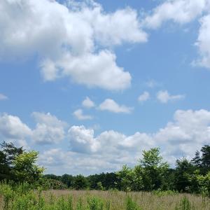 Photo #14 of 6175 NC Hwy 86S, Yanceyville, NC 4.2 acres