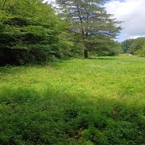 Photo #15 of 6175 NC Hwy 86S, Yanceyville, NC 4.2 acres