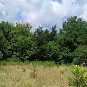 Photo #7 of 6175 NC Hwy 86S, Yanceyville, NC 4.2 acres