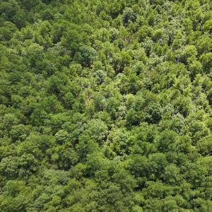 Photo #25 of Off Ravens Nest Lane, Cameron, NC 10.1 acres