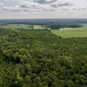 Photo #10 of 1596 Middle Swamp Rd, Corapeak, NC 149.9 acres