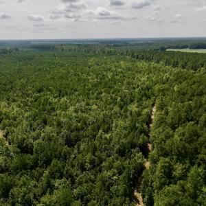 Photo #12 of 1596 Middle Swamp Rd, Corapeak, NC 149.9 acres
