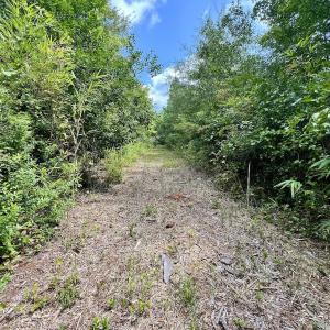 Photo #14 of 1596 Middle Swamp Rd, Corapeak, NC 149.9 acres