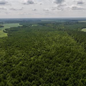 Photo #16 of 1596 Middle Swamp Rd, Corapeak, NC 149.9 acres
