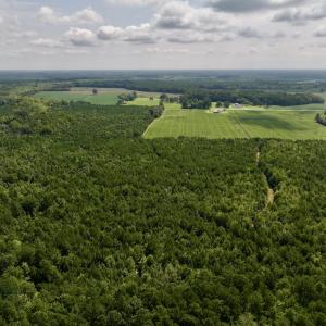 Photo #17 of 1596 Middle Swamp Rd, Corapeak, NC 149.9 acres
