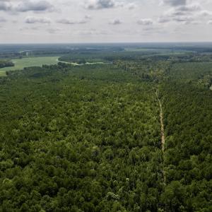 Photo #18 of 1596 Middle Swamp Rd, Corapeak, NC 149.9 acres