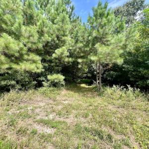 Photo #20 of 1596 Middle Swamp Rd, Corapeak, NC 149.9 acres