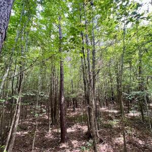 Photo #21 of 1596 Middle Swamp Rd, Corapeak, NC 149.9 acres