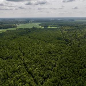 Photo #22 of 1596 Middle Swamp Rd, Corapeak, NC 149.9 acres