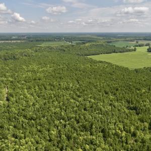 Photo #23 of 1596 Middle Swamp Rd, Corapeak, NC 149.9 acres