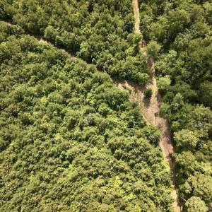 Photo #24 of 1596 Middle Swamp Rd, Corapeak, NC 149.9 acres