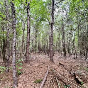 Photo #25 of 1596 Middle Swamp Rd, Corapeak, NC 149.9 acres