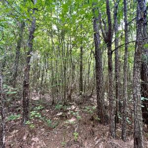 Photo #26 of 1596 Middle Swamp Rd, Corapeak, NC 149.9 acres