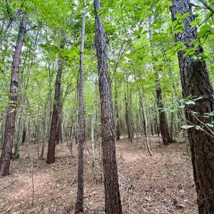 Photo #31 of 1596 Middle Swamp Rd, Corapeak, NC 149.9 acres