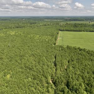Photo #35 of 1596 Middle Swamp Rd, Corapeak, NC 149.9 acres