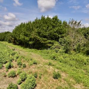 Photo #38 of 1596 Middle Swamp Rd, Corapeak, NC 149.9 acres