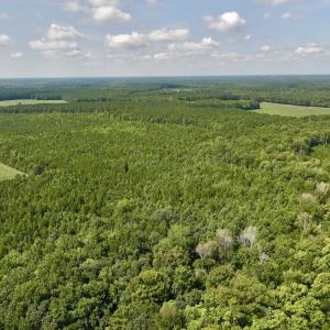 Photo #4 of 1596 Middle Swamp Rd, Corapeak, NC 149.9 acres