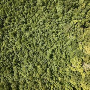 Photo #5 of 1596 Middle Swamp Rd, Corapeak, NC 149.9 acres