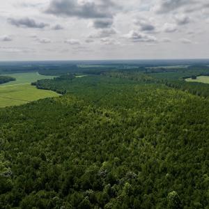 Photo #6 of 1596 Middle Swamp Rd, Corapeak, NC 149.9 acres