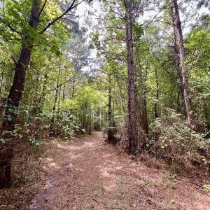 Photo #7 of 1596 Middle Swamp Rd, Corapeak, NC 149.9 acres