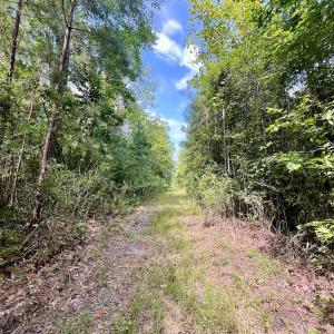 Photo #8 of 1596 Middle Swamp Rd, Corapeak, NC 149.9 acres