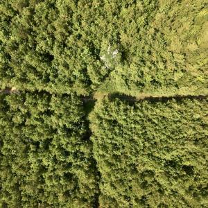 Photo #41 of 1596 Middle Swamp Rd, Corapeak, NC 149.9 acres