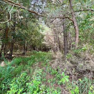 Photo #45 of 1596 Middle Swamp Rd, Corapeak, NC 149.9 acres