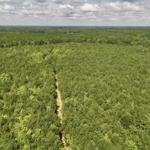 Photo #46 of 1596 Middle Swamp Rd, Corapeak, NC 149.9 acres