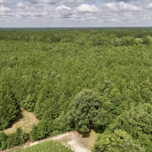Photo #48 of 1596 Middle Swamp Rd, Corapeak, NC 149.9 acres