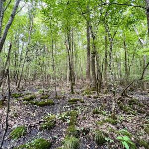 Photo #49 of 1596 Middle Swamp Rd, Corapeak, NC 149.9 acres