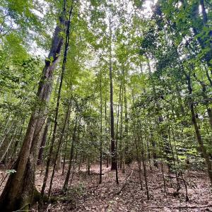 Photo #50 of 1596 Middle Swamp Rd, Corapeak, NC 149.9 acres