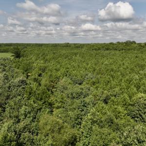 Photo #53 of 1596 Middle Swamp Rd, Corapeak, NC 149.9 acres