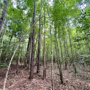 Photo #54 of 1596 Middle Swamp Rd, Corapeak, NC 149.9 acres