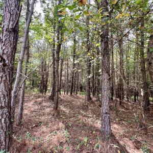 Photo #58 of 1596 Middle Swamp Rd, Corapeak, NC 149.9 acres